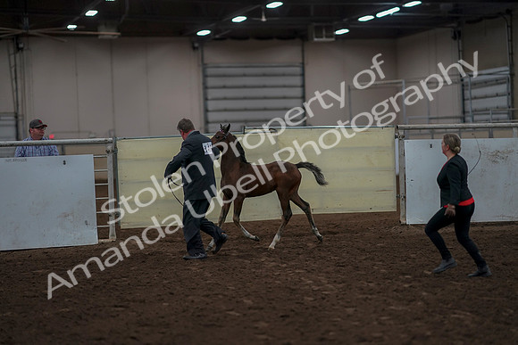 2019 Morgan Horse Show - Aug 31, 2019 - 00411