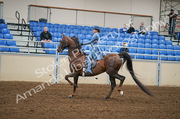 2020 - AB Morgan Horse - Fri, Sept 04 - 04866