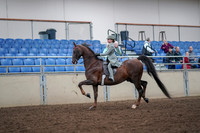 2019 Morgan Horse Show - Aug 30, 2019 - 17772
