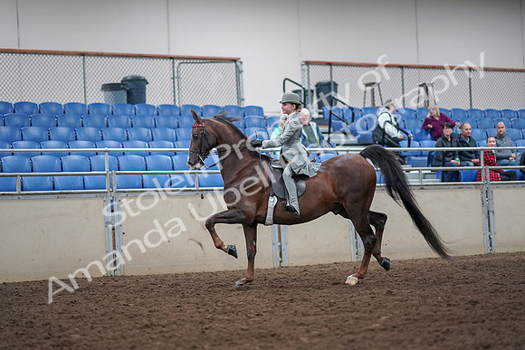 2019 Morgan Horse Show - Aug 30, 2019 - 17772