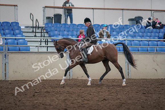 2019 Morgan Horse Show - Aug 31, 2019 - 15891