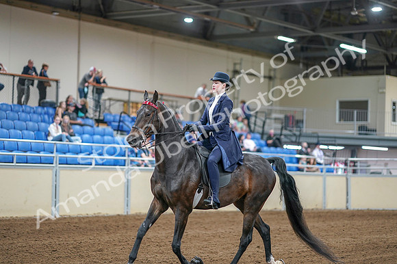 2020 - AB Morgan Horse - Fri, Sept 04 - 06998