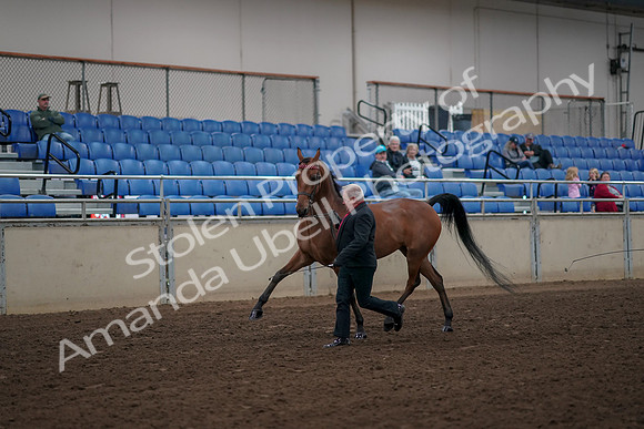 2019 Morgan Horse Show - Aug 31, 2019 - 00536
