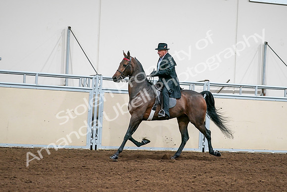 2020 - AB Morgan Horse - Sat, Sept 05 - 08014