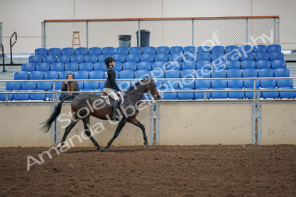 2019 Morgan Horse Show - Aug 30, 2019 - 12432