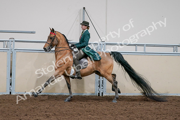 2020 - AB Morgan Horse - Sat, Sept 05 - 13807