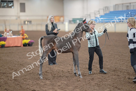 2019 Morgan Horse Show - Aug 30, 2019 - 24904