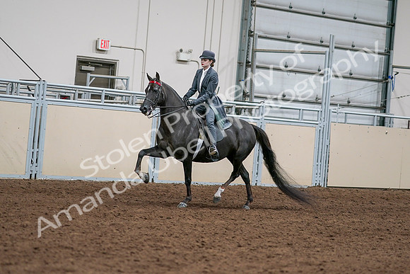 2020 - AB Morgan Horse - Sat, Sept 05 - 13625