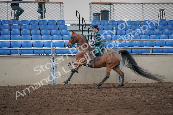 2019 Morgan Horse Show - Sept 01, 2019 - 13279