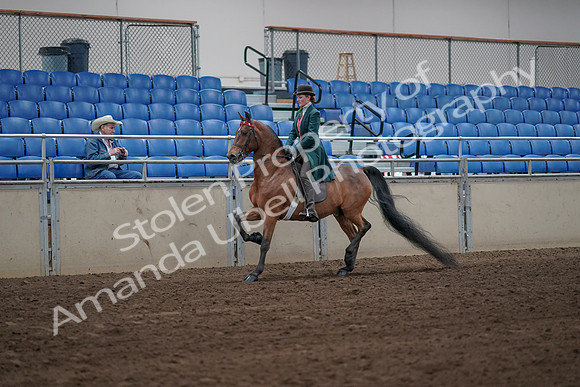 2019 Morgan Horse Show - Sept 01, 2019 - 13160