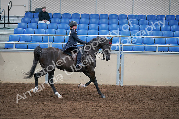 2020 - AB Morgan Horse - Fri, Sept 04 - 03169