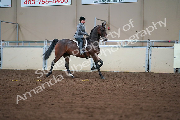 2019 Morgan Horse Show - Aug 30, 2019 - 20828