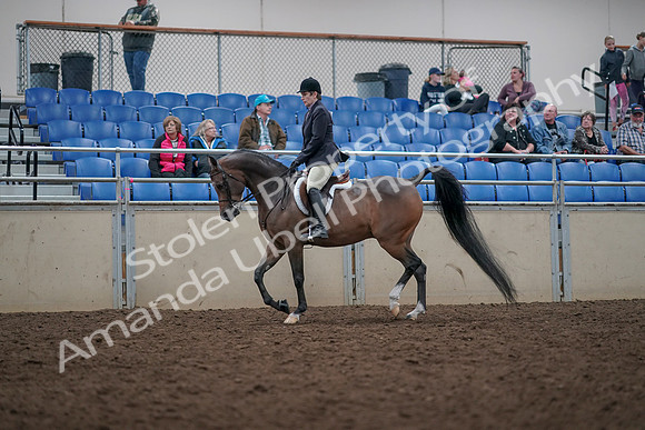 2019 Morgan Horse Show - Aug 31, 2019 - 15926