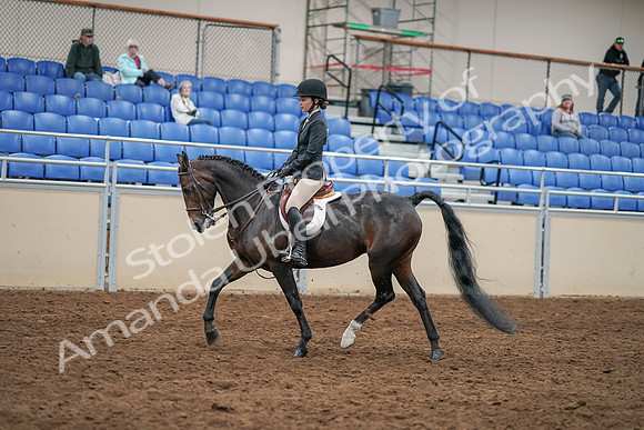 2020 - AB Morgan Horse - Sat, Sept 05 - 14284
