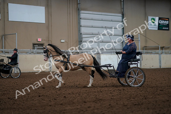 2019 Morgan Horse Show - Aug 30, 2019 - 13252