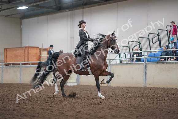 2019 Morgan Horse Show - Aug 31, 2019 - 08895