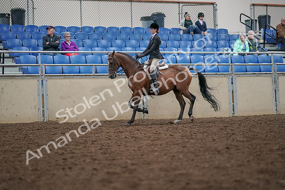 2019 Morgan Horse Show - Aug 30, 2019 - 20345