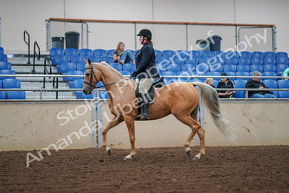 2019 Morgan Horse Show - Aug 30, 2019 - 16069