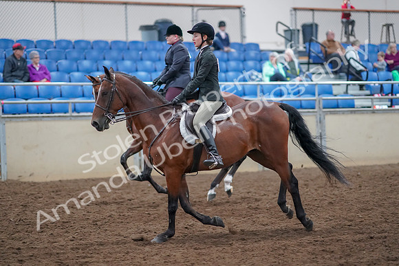 2019 Morgan Horse Show - Aug 30, 2019 - 20599