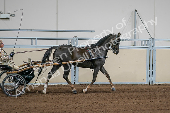 2020 - AB Morgan Horse - Sat, Sept 05 - 05912