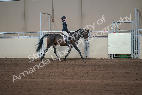 2019 Morgan Horse Show - Sept 01, 2019 - 03795