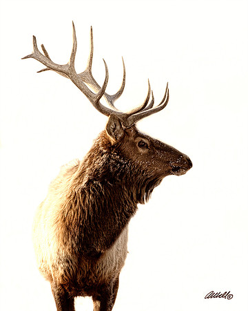 NA Wild Animals - 009