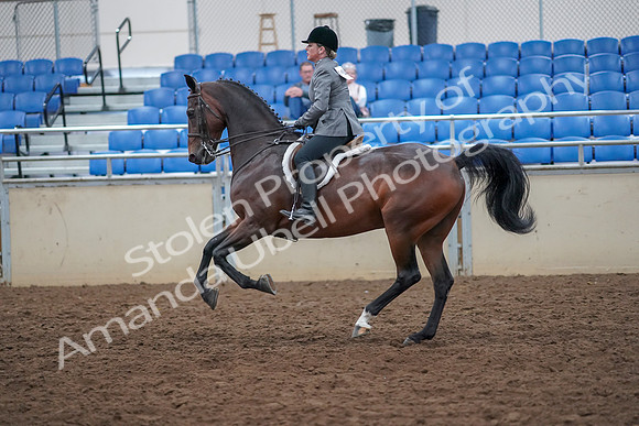 2019 Morgan Horse Show - Aug 30, 2019 - 20629