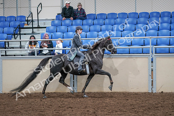 2020 - AB Morgan Horse - Sat, Sept 05 - 13931