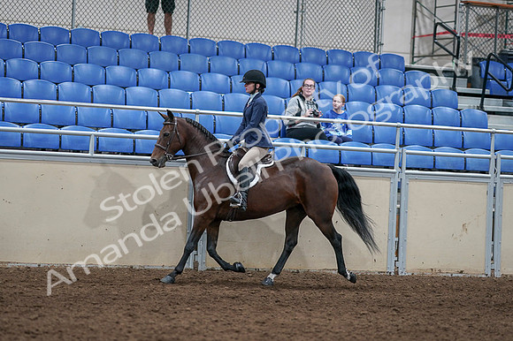 2020 - AB Morgan Horse - Fri, Sept 04 - 05889