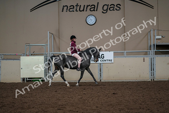 2019 Morgan Horse Show - Aug 30, 2019 - 31432