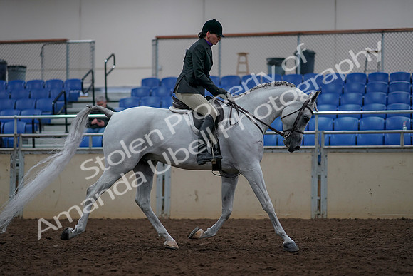 2019 Morgan Horse Show - Aug 31, 2019 - 16159