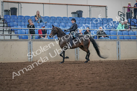 2019 Morgan Horse Show - Aug 30, 2019 - 15283