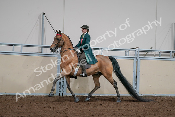 2020 - AB Morgan Horse - Sat, Sept 05 - 13688