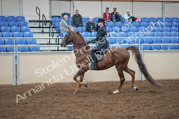 2020 - AB Morgan Horse - Fri, Sept 04 - 07939