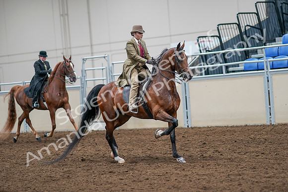 2020 - AB Morgan Horse - Sat, Sept 05 - 08229