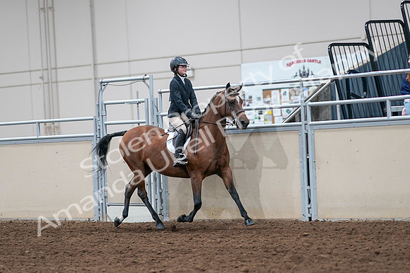 2020 - AB Morgan Horse - Fri, Sept 04 - 02170