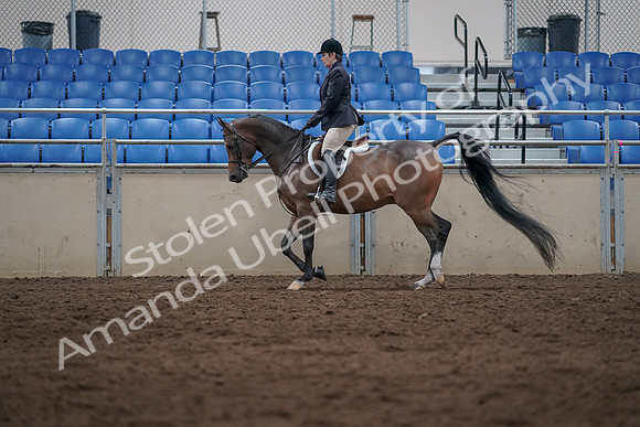 2019 Morgan Horse Show - Sept 01, 2019 - 08519