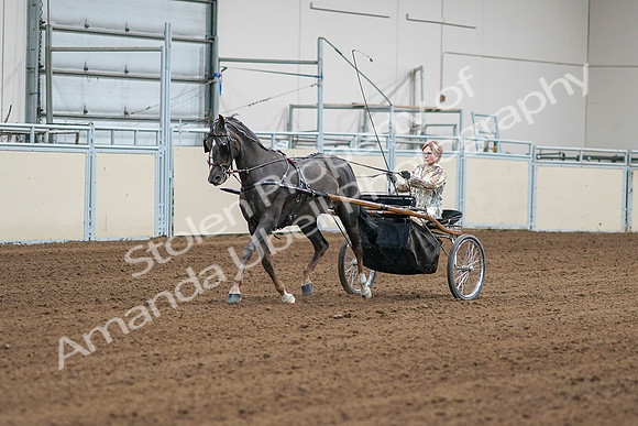 2020 - AB Morgan Horse - Sat, Sept 05 - 05967