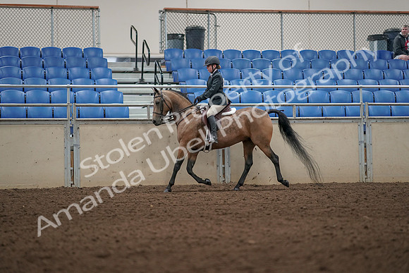 2019 Morgan Horse Show - Aug 31, 2019 - 04991