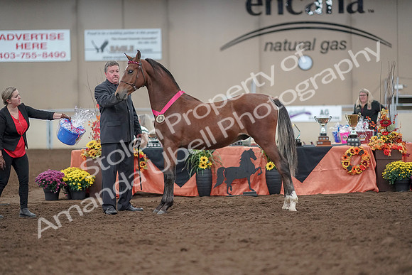 2019 Morgan Horse Show - Aug 31, 2019 - 00299