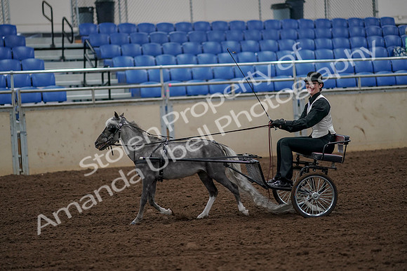 2019 Morgan Horse Show - Aug 30, 2019 - 13146