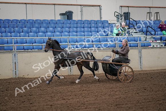 2019 Morgan Horse Show - Aug 30, 2019 - 13089