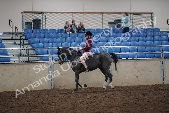 2019 Morgan Horse Show - Aug 30, 2019 - 31296