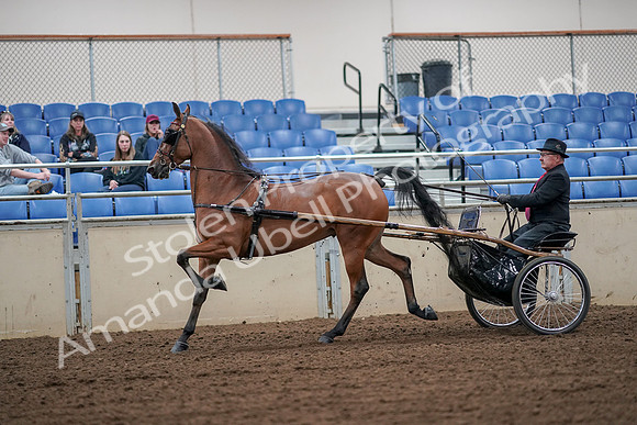 2019 Morgan Horse Show - Aug 30, 2019 - 13325