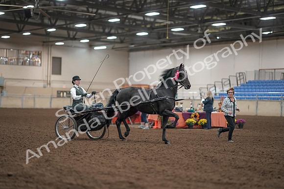 2019 Morgan Horse Show - Aug 31, 2019 - 04800