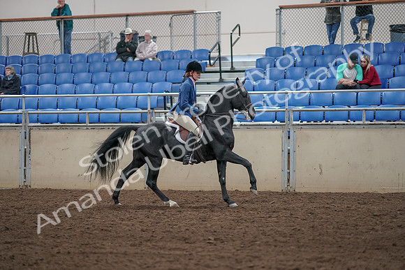 2019 Morgan Horse Show - Aug 31, 2019 - 07524