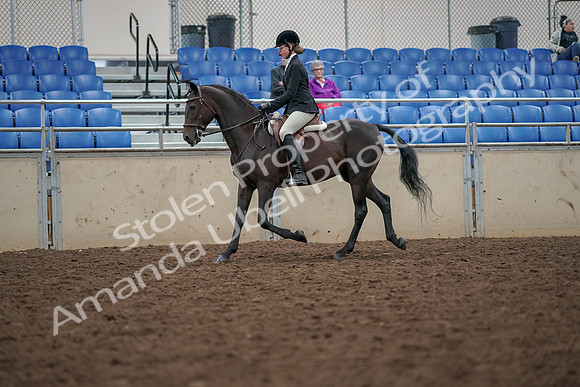 2019 Morgan Horse Show - Aug 30, 2019 - 20331