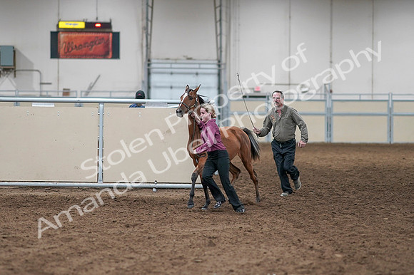 2020 - AB Morgan Horse - Fri, Sept 04 - 07589