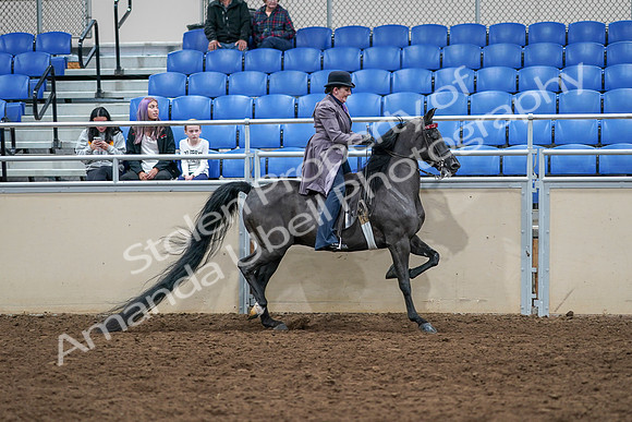 2020 - AB Morgan Horse - Sat, Sept 05 - 13839