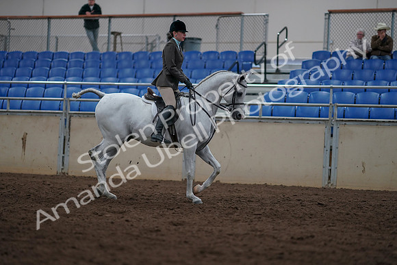 2019 Morgan Horse Show - Sept 01, 2019 - 08869